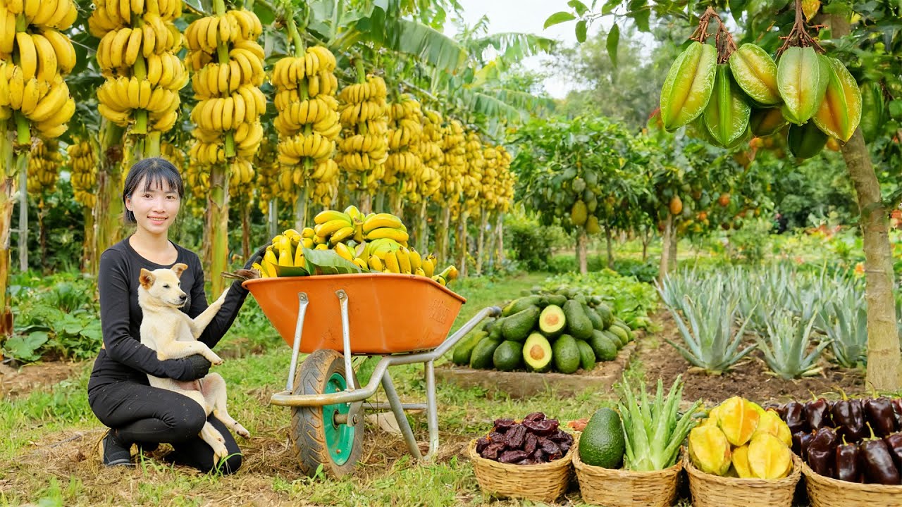 Harvest, Sell, Cook With: Yellow Banana, Starfruit, Aloe Vera, Long Avocado, Chocolate Chili - Farm