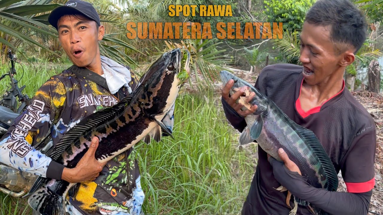 CASTING TOMAN SPOT RAWA SUMATERA SELATAN