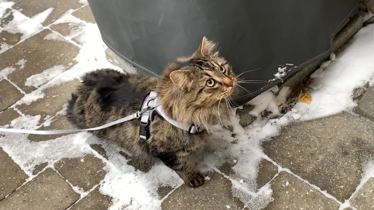 My Siberian Cat’s First Time in the Snow! Must Watch! ❄️🐾