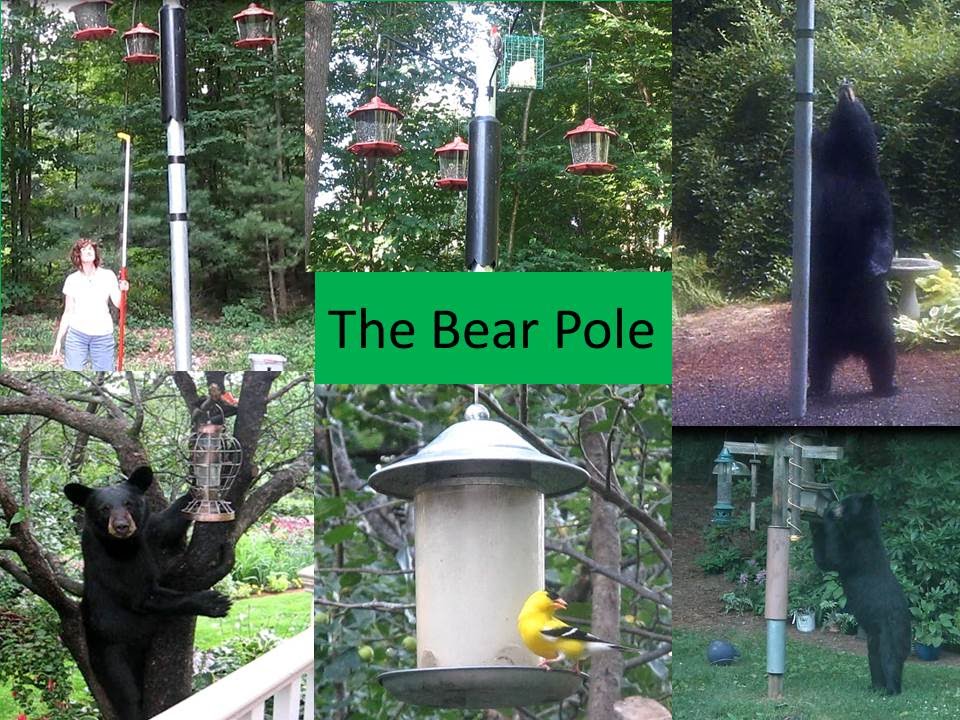 Bear proof bird feeding system