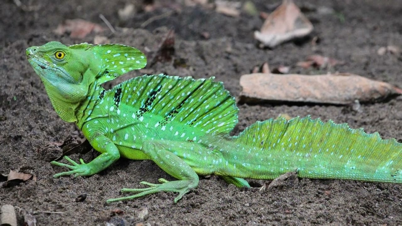 [Basilisk Lizard] basilisk lizard pet || basilisk lizard care || basilisk lizard documentary