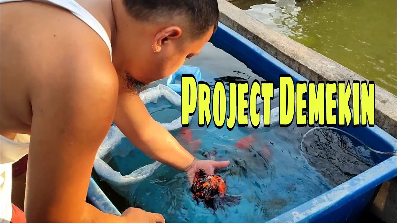 EP258. UNBOXING NEW DEMEKIN MATERIAL | BREEDING MATERIAL
