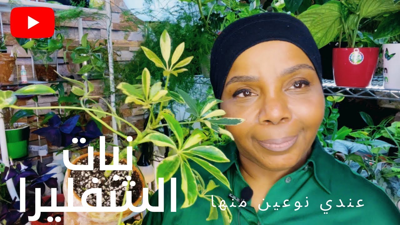 كيفية الرعاية والاهتمام بنبات الشفليرا في مجموعتي