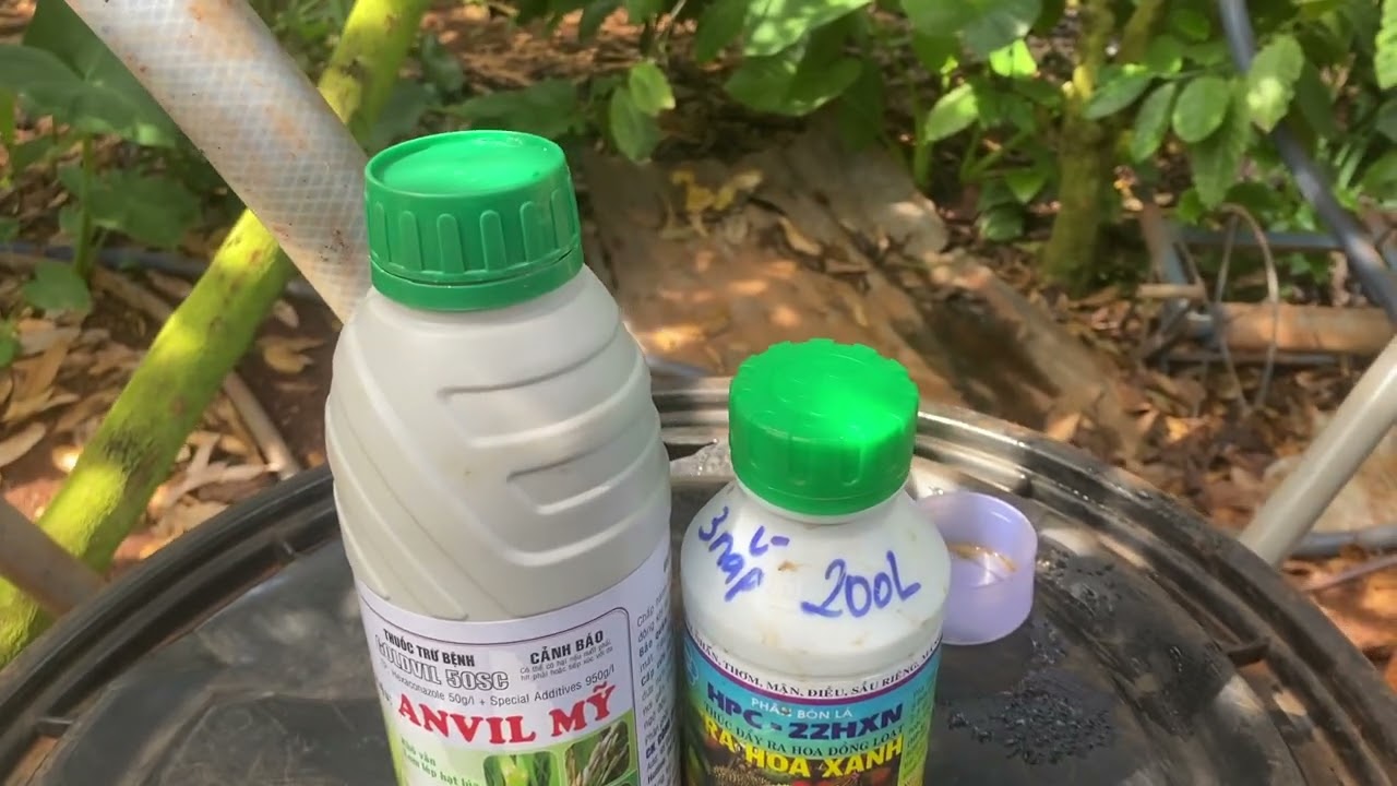 Chặn đọt ra hoa xanh với anvill ngăn rụng trái non