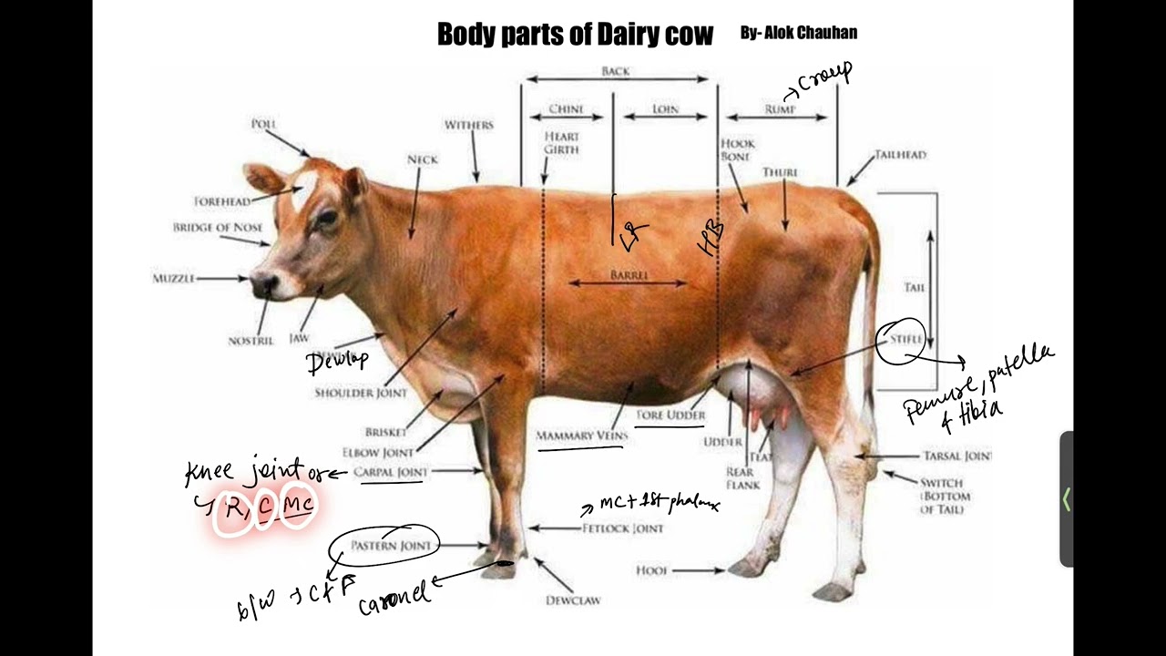 Body parts of cow…