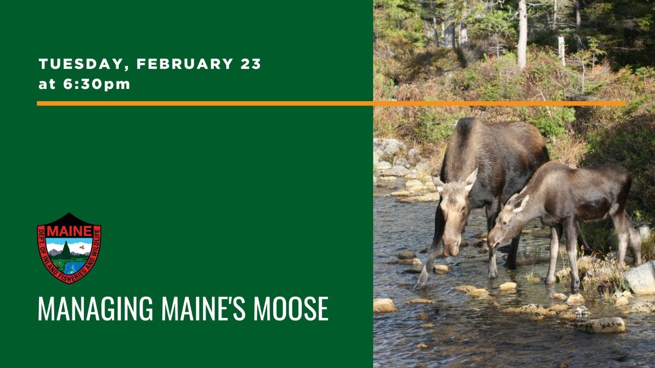 Managing Maine's Moose