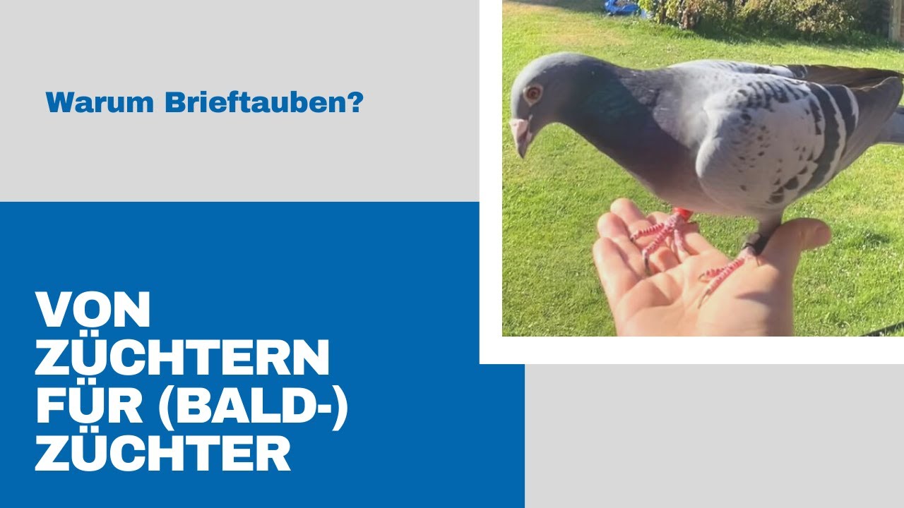 Von Züchtern für (Bald-) Züchter: Warum Brieftauben?
