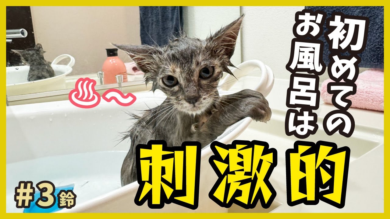 ち、ちょっと！お風呂のお湯を飲み干しそうな勢いの子猫がカワイイ。初めてのお風呂でキレ猫が激変しました。【保護猫・鈴3】/silver kitten