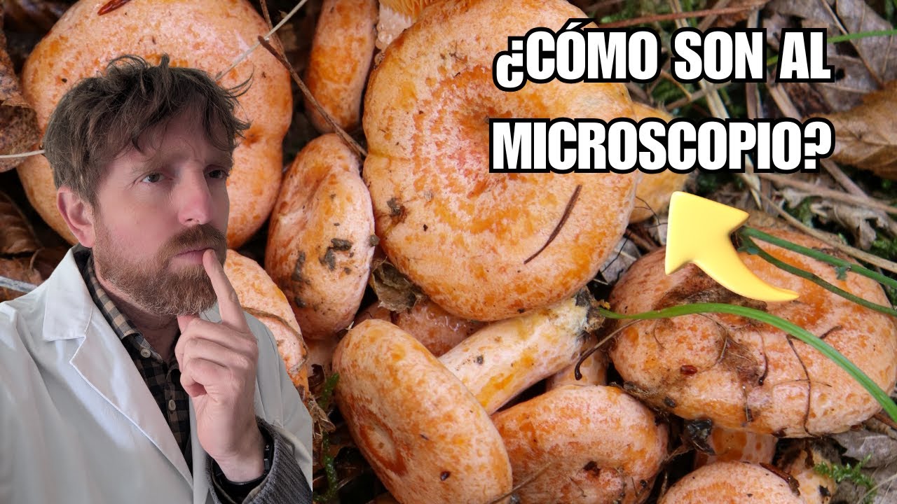 C&Oacute;MO SON LAS SETAS AL MICROSCOPIO. N&iacute;scalos, Seta ostra y Pie violeta.