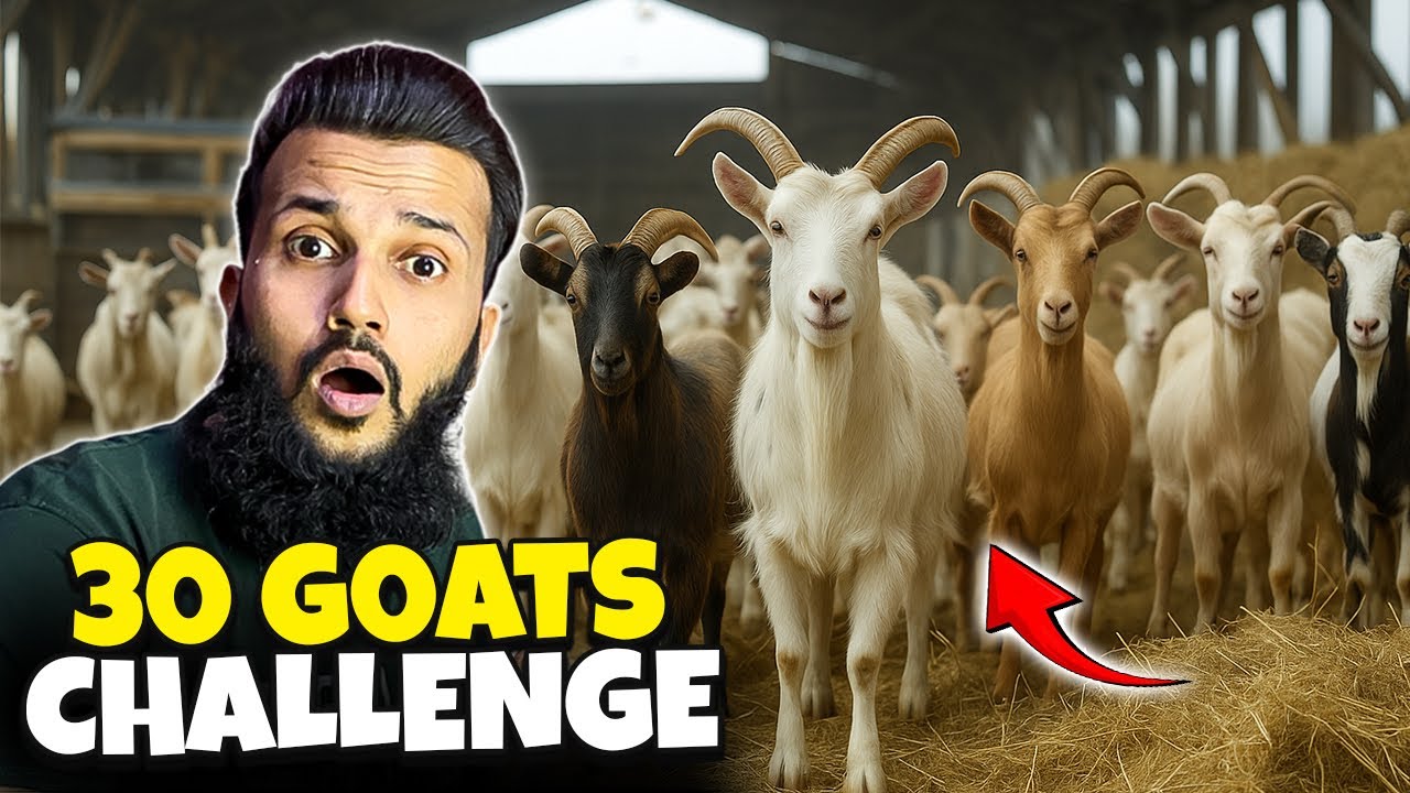 30 Goats challenge in 10 minutes | Daily vlog | Fahad Bhai Official