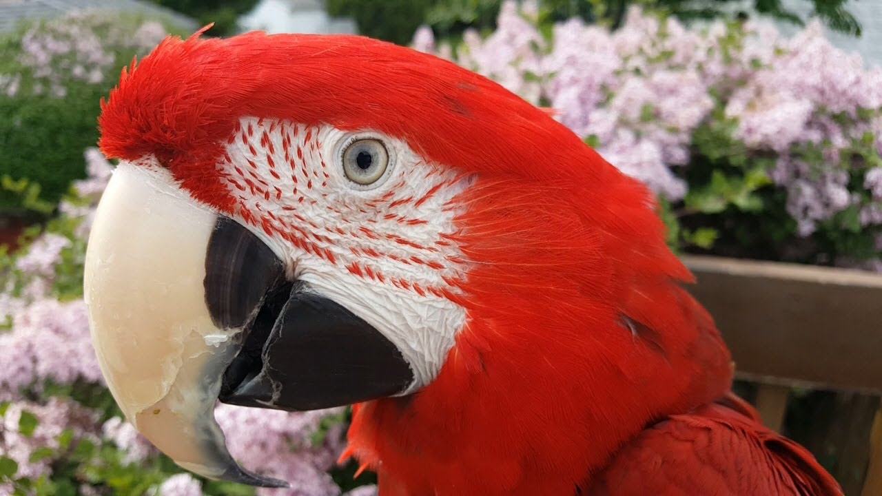 Jackson, lilas, Suki, famille, Barbecue et poisson cru au lait de coco!