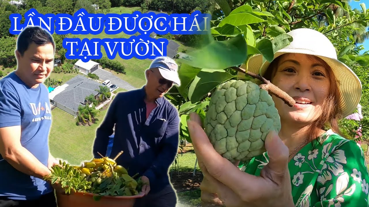 Em gái lần đầu trải nghiệm hái trái mãng cầu na tại vườn | cuộc sống Florida -#vietfl