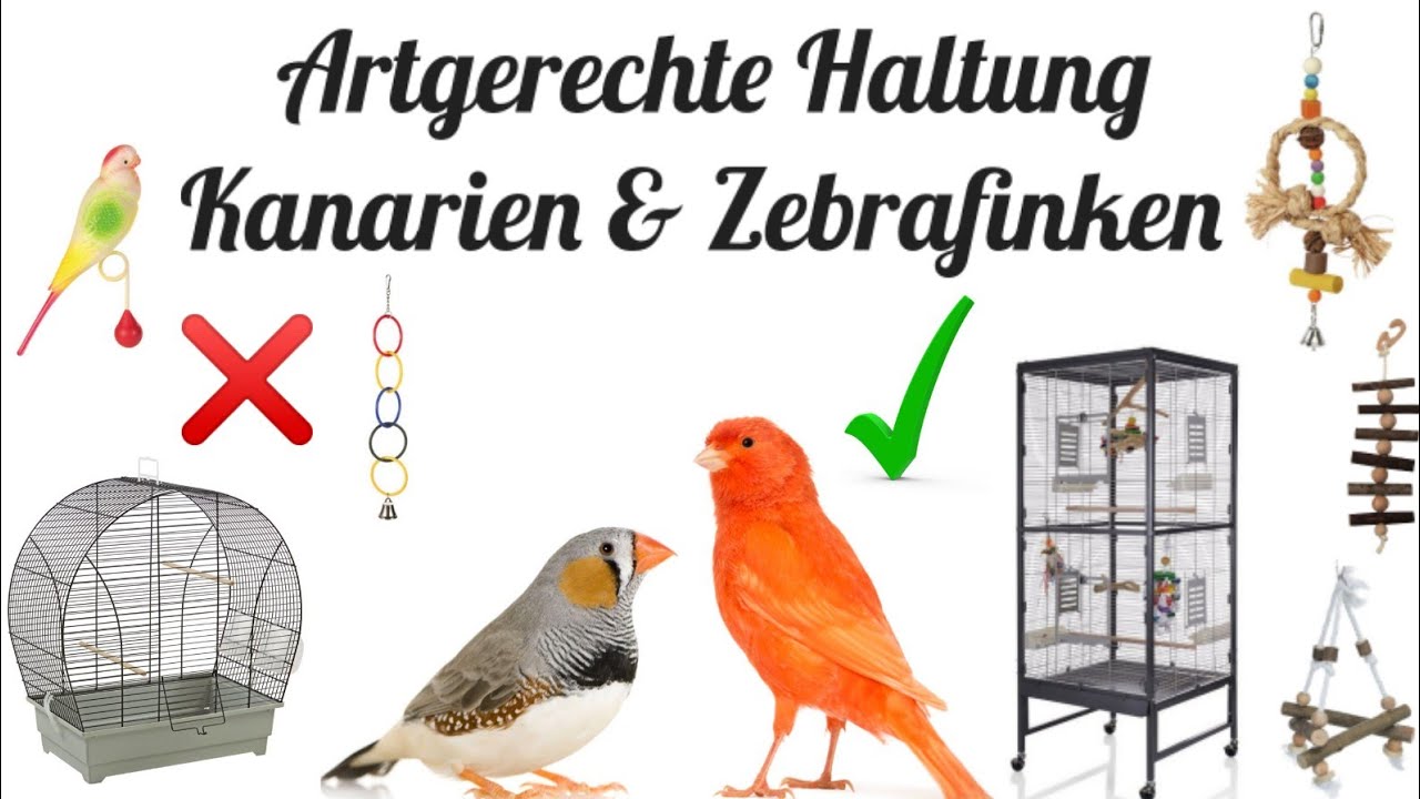Artgerechte Haltung von Kanarien und Zebrafinken
