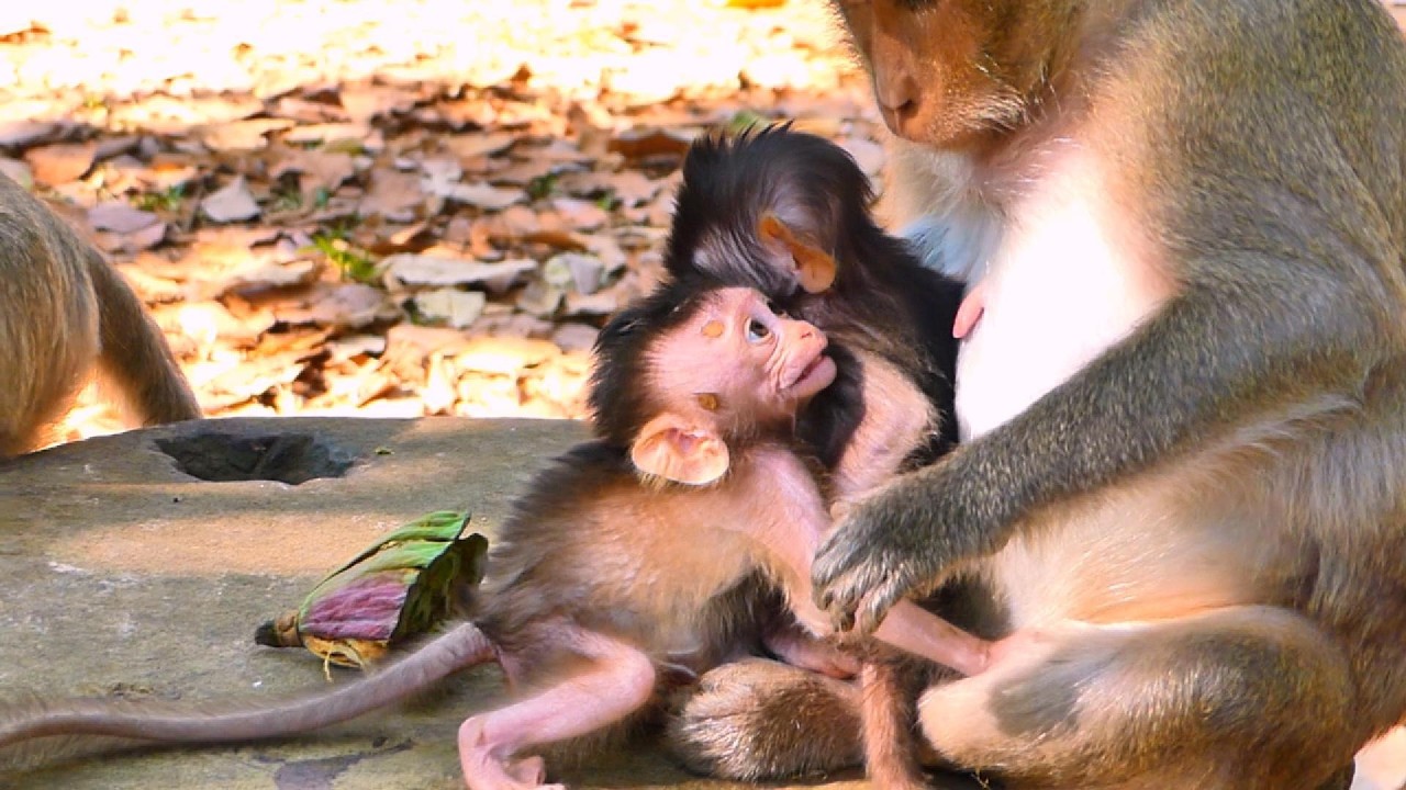 OH..NO BABY...SO CUTE MONKEY...!