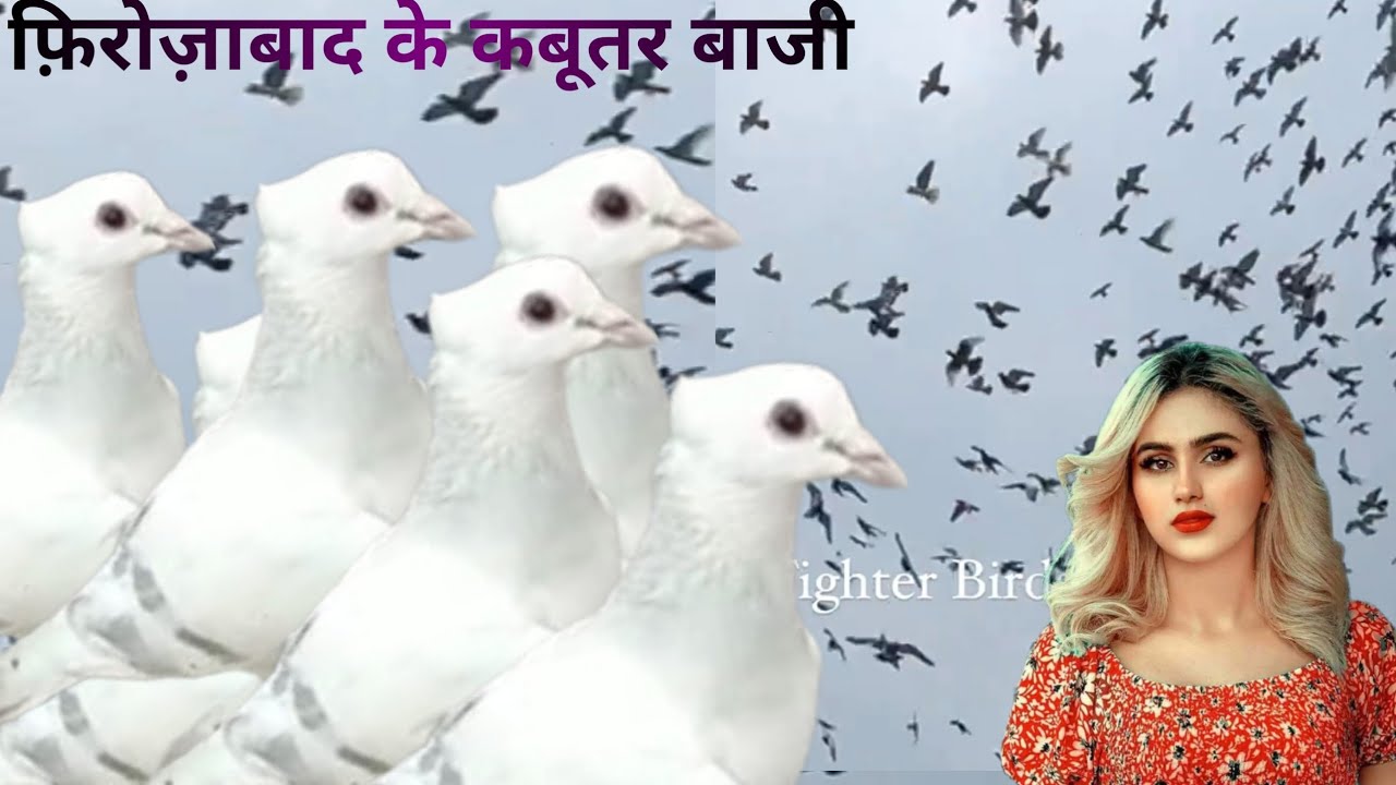 उड़ते लड़ते हुए 40 कबूतर की टोकरी गोले कबूतर शानदार kabutar saleDelhi ki Kabootar Bazi/agu/27/8/2023