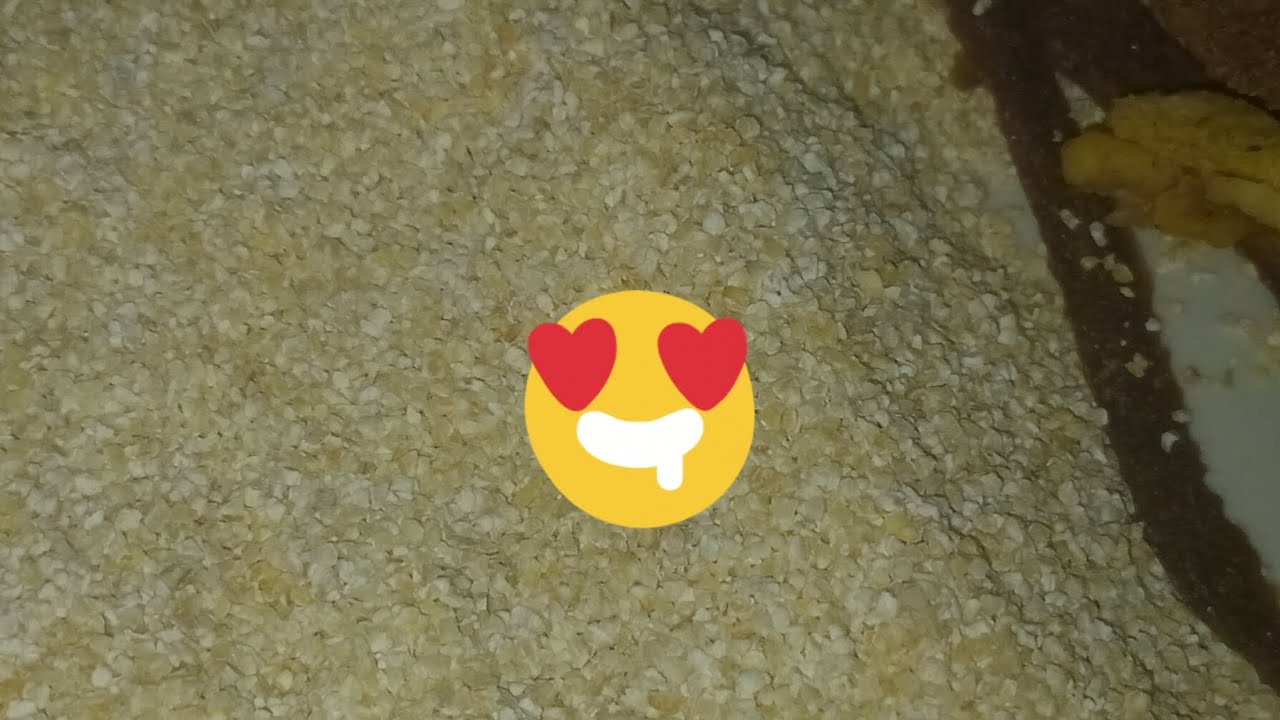 كسكسو بالكديد والتشيشة  دالشعير@
