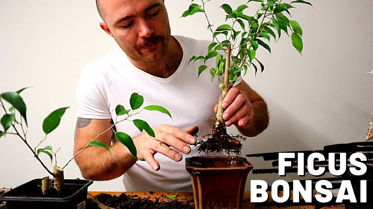 Making Ficus Benjamina Bonsai from garden stock