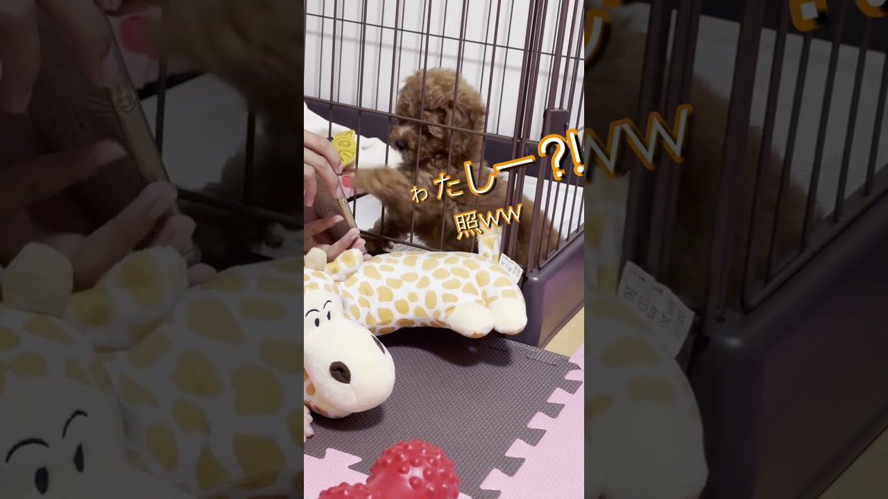 リンク日記 Vol.2「新しいお家」2025.9.7〜9.13