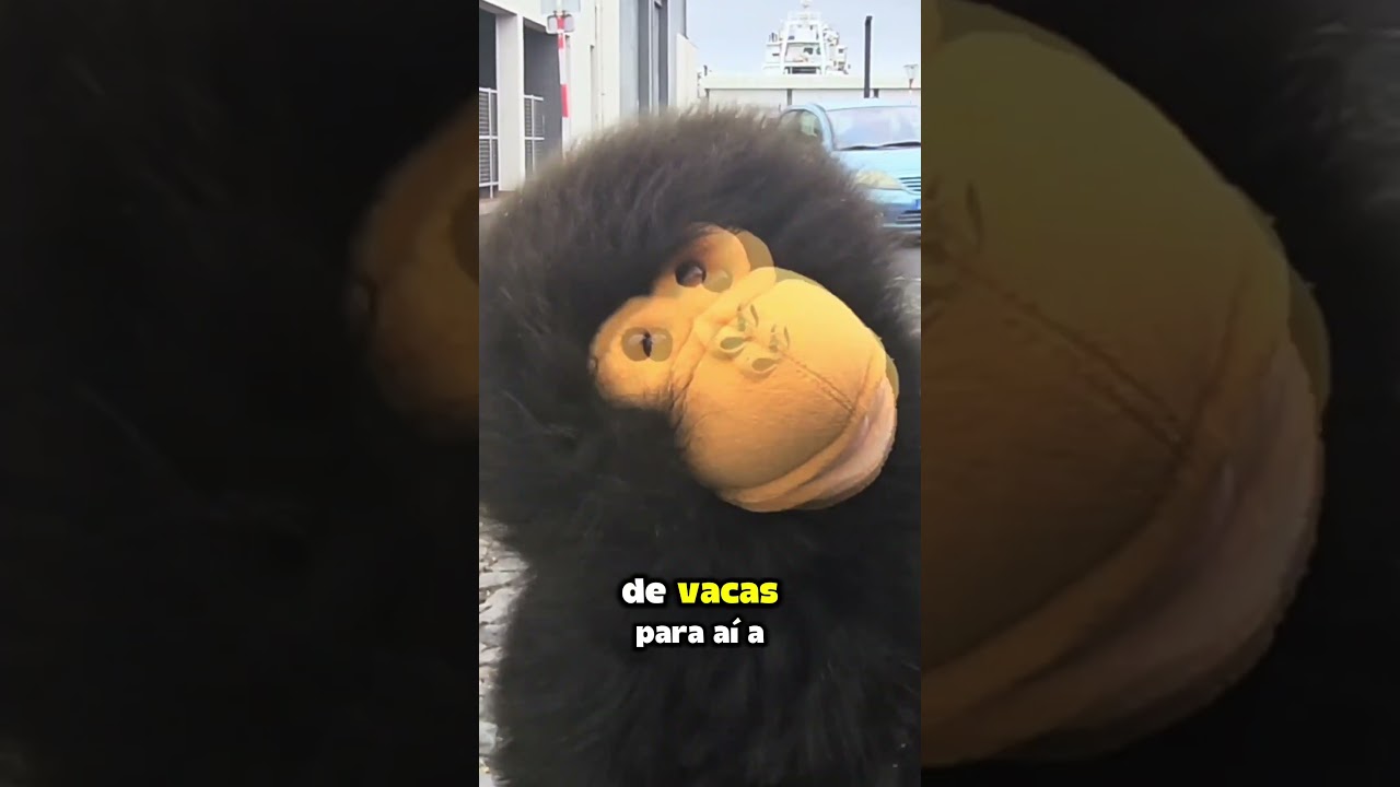 🙊😅 Rafael, o macaco micaelense...