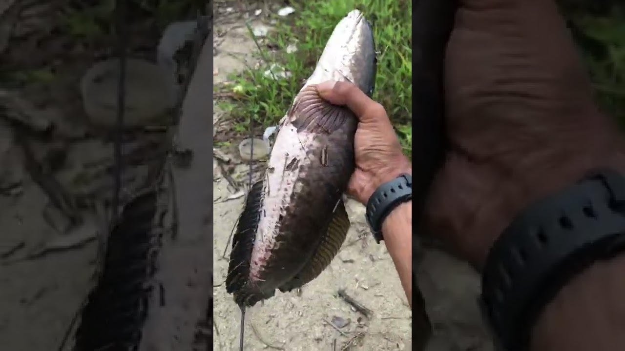 Monster‼️ #haruan #gabus #snakehead #haruangabus #gabusbabon