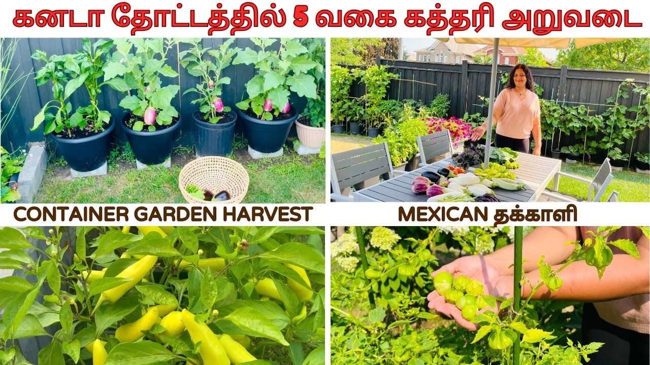 Five Varieties Of Eggplants Harvest | கனடாவில் 5 வகை கத்தரி அறுவடை | Container Garden Harvest