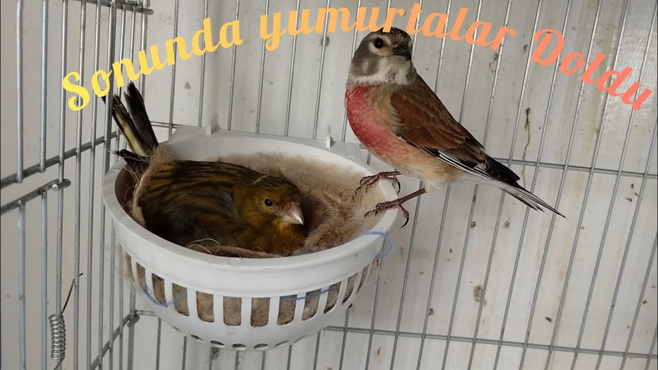 fanyata erkeğimiz dişiyi yumurtaya yatırdı , bu süreçte yaşananlar...