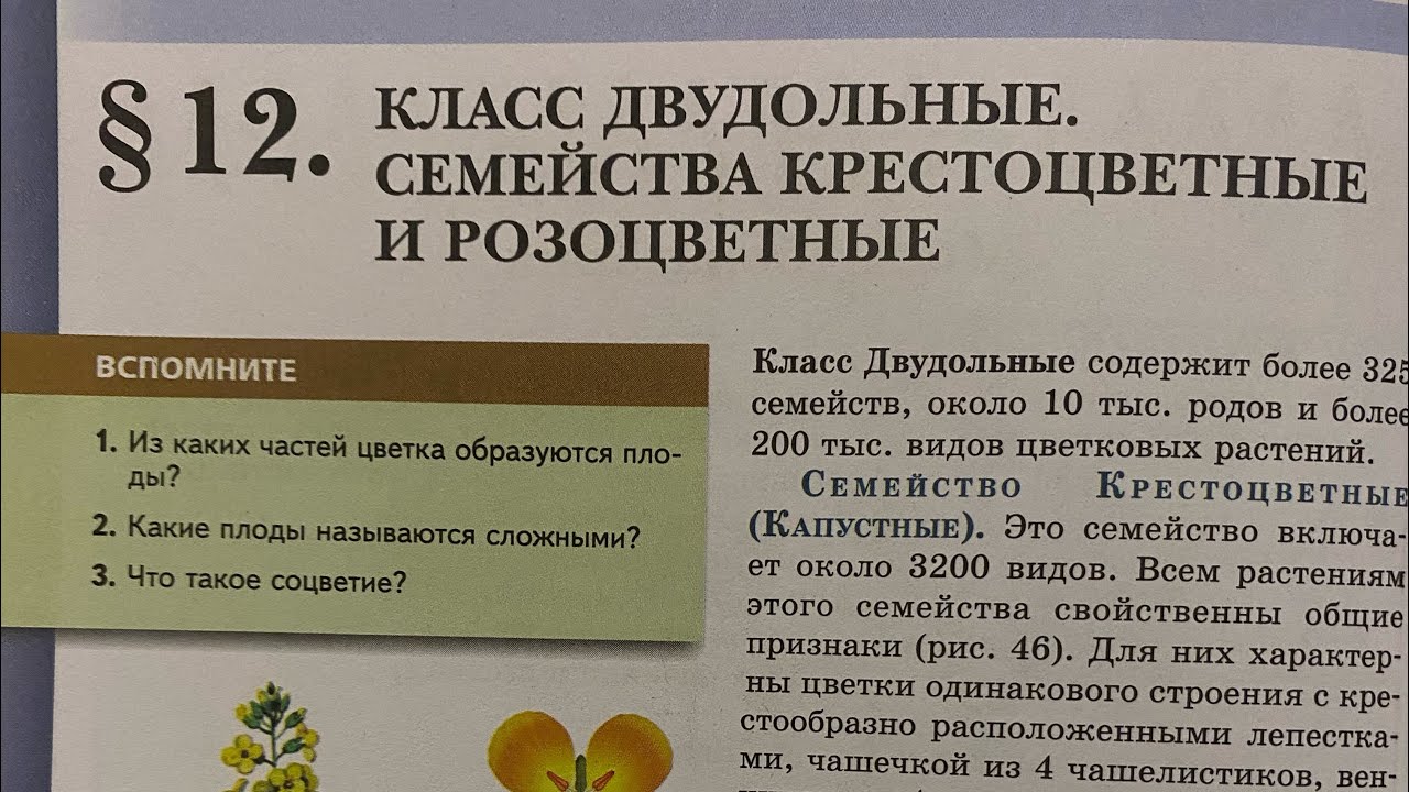 Биология 7/Пасечник/Тема 12. Класс двудольные.Семейства крестоцветные и розоцветные 