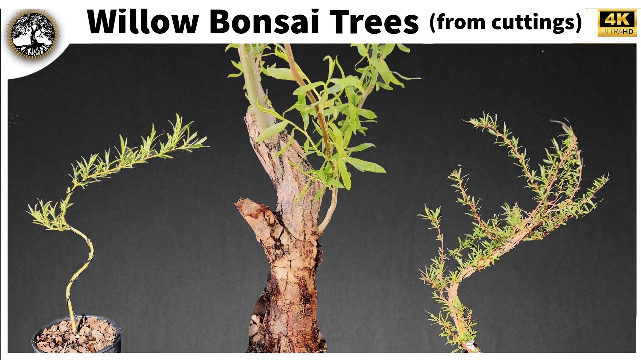 Willow Bonsai Tree - (from cuttings)