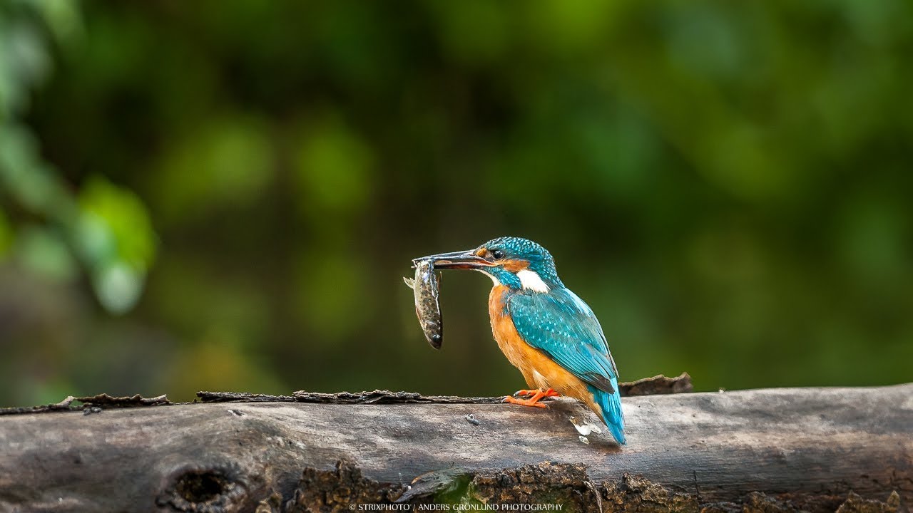 How to catch Kingfisher In Sweden,kungsfiskaren i Skåne