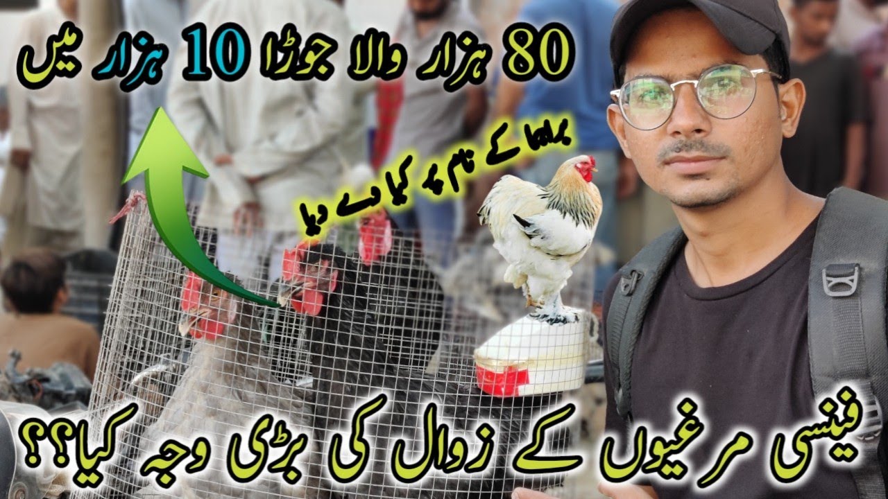 Fancy Hens Ki Value Km Hone Ki Waja ||Lalukhait Market Me fancy Murghio k Nam Pr Mazaq
