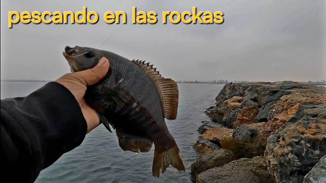 pesca de mojarras en las rockas de seal Beach ca con barios amigos pescadores una chulada 🎣