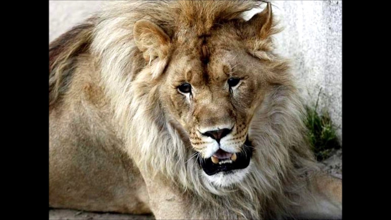 Lion Simba live in the garden Poland Lew Simba Głogów Małopolski
