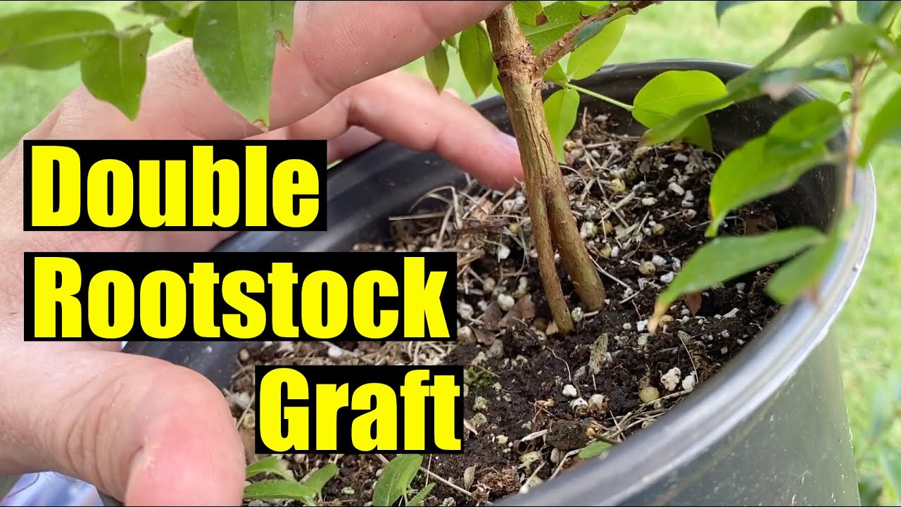 Speed-Up Jaboticaba Growth with Double the Roots - Grimal and Peluda Do Mucuri on Sabara rootstocks