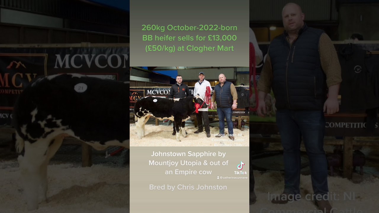Over &euro;56/kg for Belgian Blue heifer