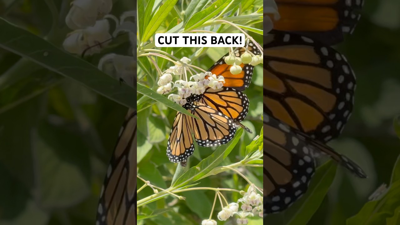 Do This One Thing To Help Monarchs Survive!