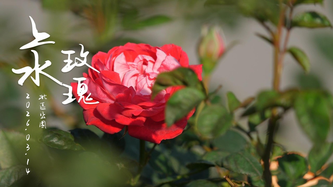 北區公園 玫瑰 4k