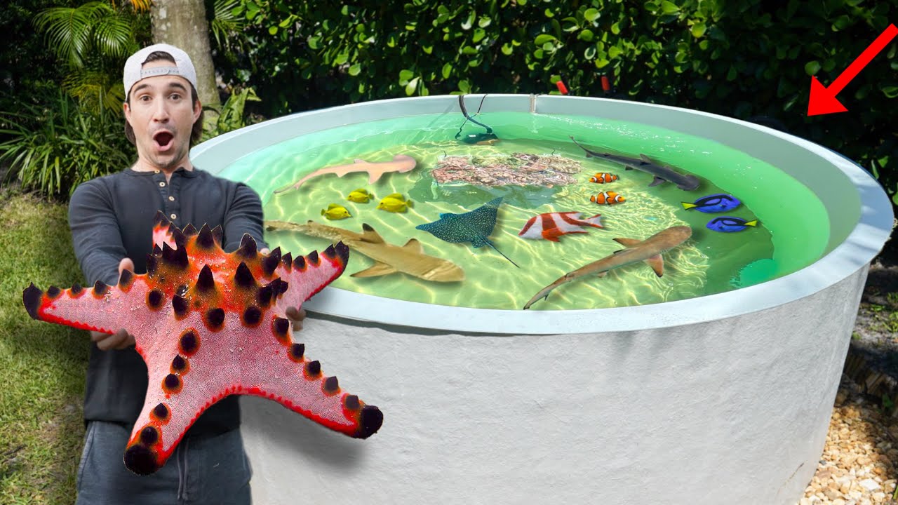Adding STARFISH To My Backyard Saltwater Pond!