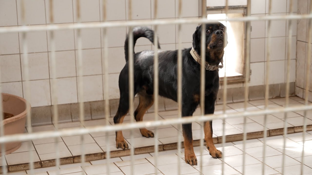 MV Spezial: Hunde in Not - Tierheime in MV sind überlastet