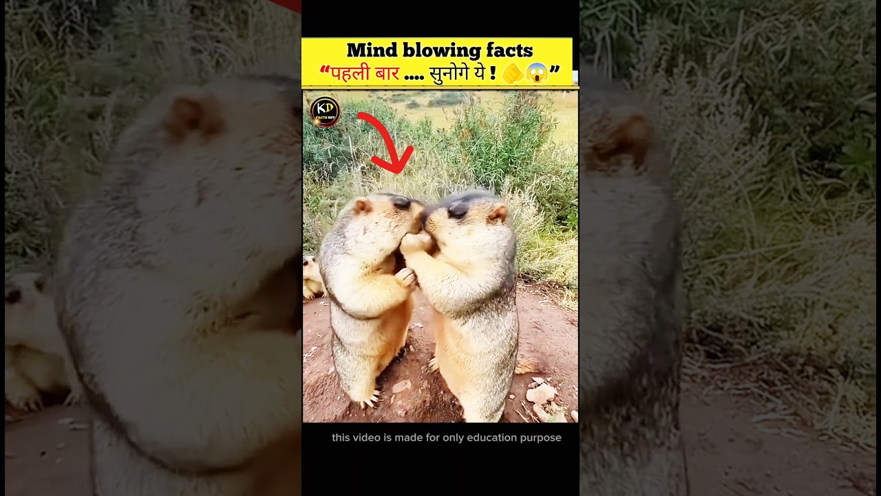 cute bobak Marmot 🤩👍!