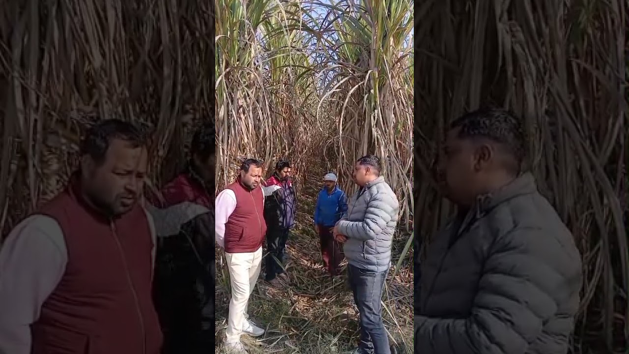 Uttam sugar mills Ltd Khaikheri 