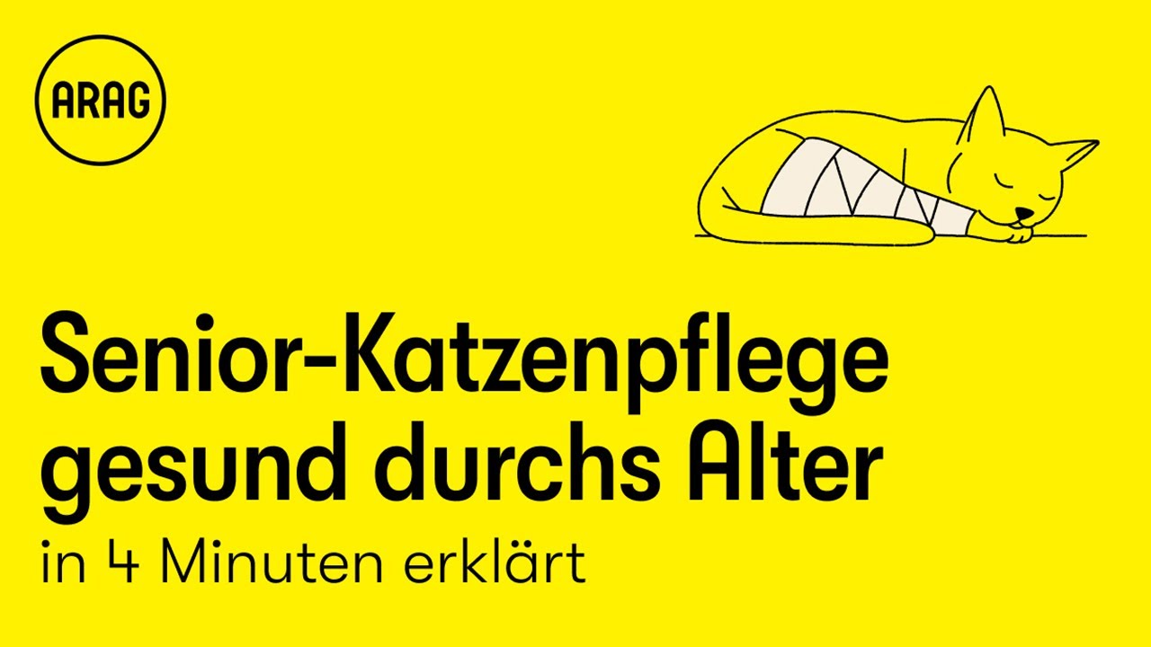 Senior-Katzenpflege: Gesund und munter durchs Alter!