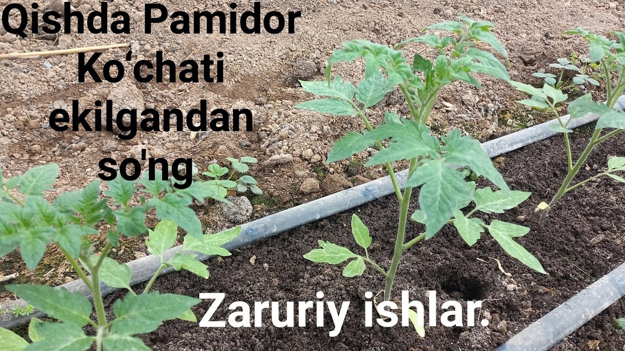 Pamidor Ko‘chatlarini Ildizini Rivojlantirish, Kuchaytirish va Oziqlantirish..