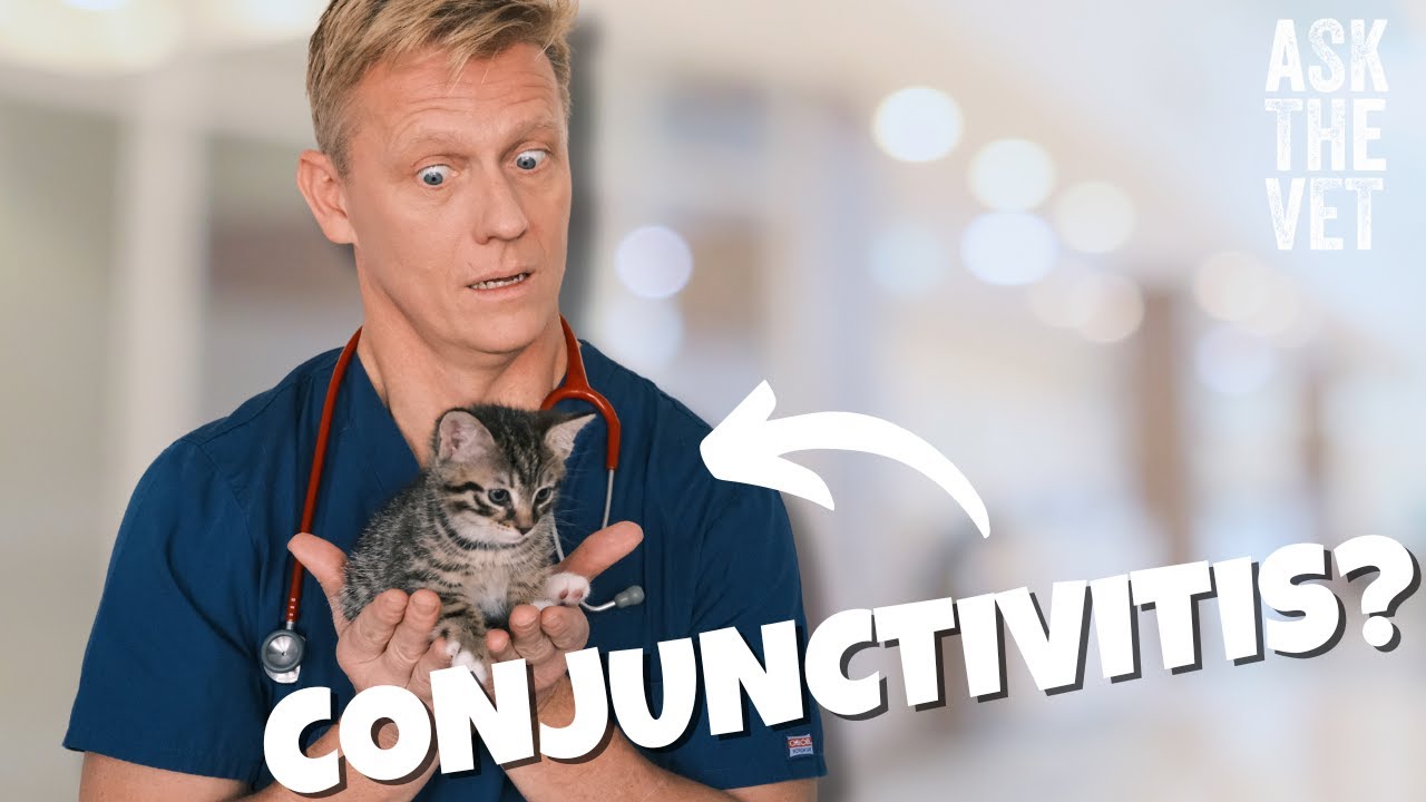 Has my pet got Conjunctivitis? | ASK THE VET with Dr Scott Miller