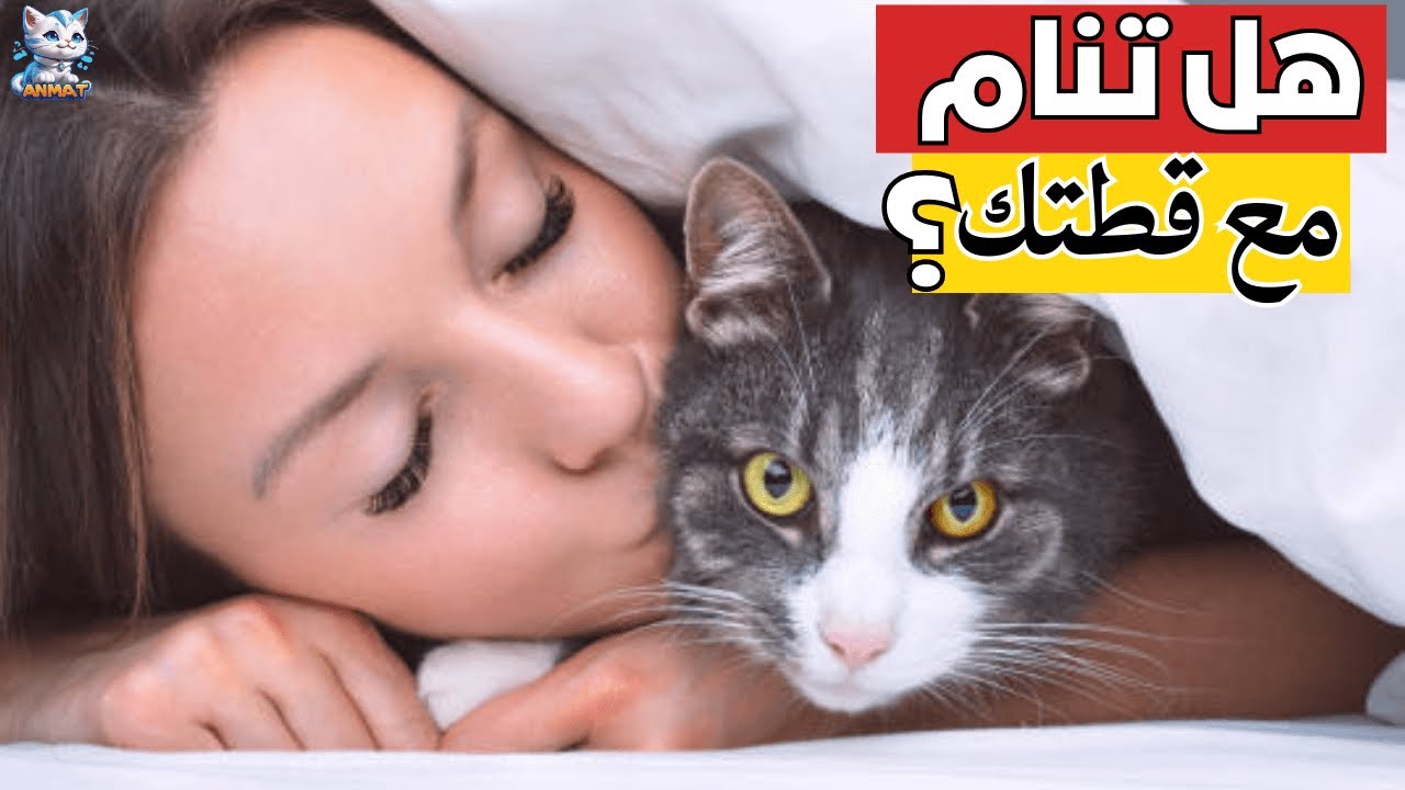5 أسباب لعدم النوم مع قطتك: مخاطر وأضرار يجب أن تعرفها 😺