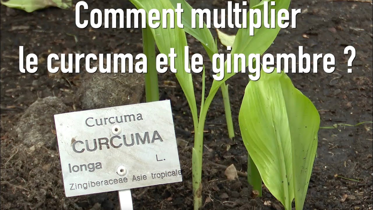 Comment multiplier chez soi  le gingembre et le curcuma ?