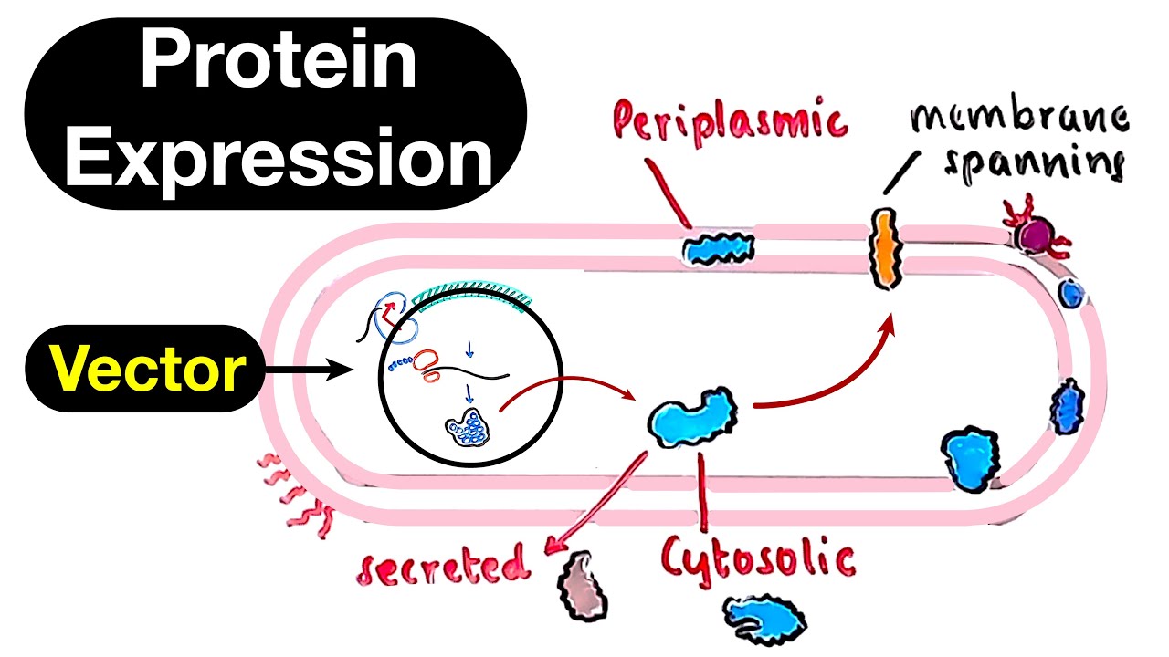 Protein Expression Vectors - Expression Host and Recombinant Proteins [Part 1]