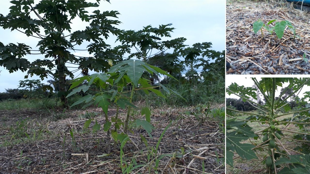 CICLOS MAMÃO PAPAYA 🌱 AS 3 FASES 🌸(( Adubação ➕ Produção ))# MARANHÃO