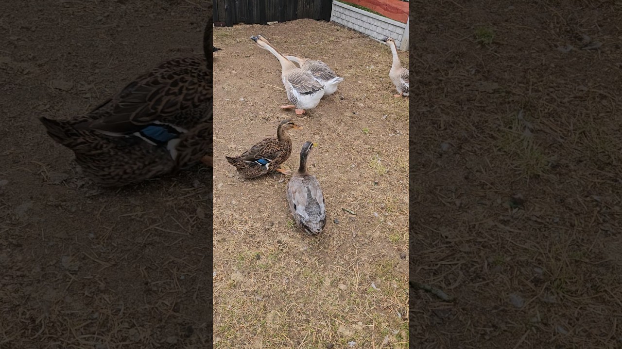 gesi z bazy kt&oacute;re zjadłem ;) #kaczka #animals