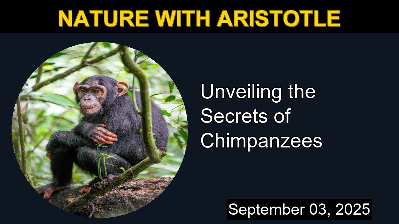 Unveiling the Secrets of Chimpanzees | Nature with Aristotle