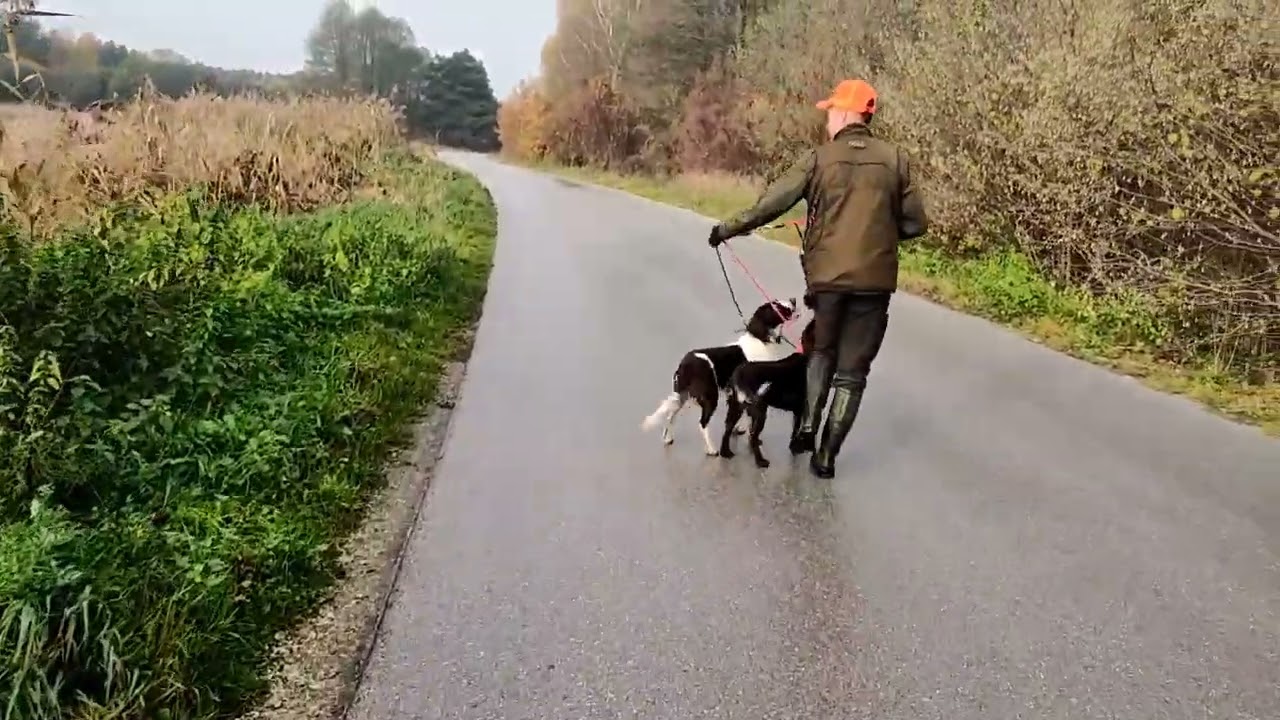 Polowanie na bażanty i kaczki -Lufa&Czok Polski Spaniel Myśliwski / Hunting for pheasants and ducks🌿